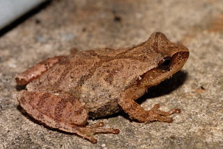 Spring Peeper picture