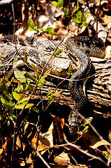 Northern Pine Snake picture