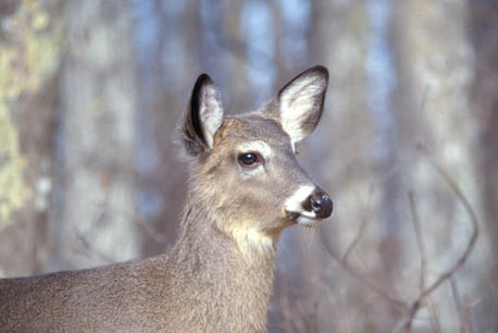 White-tail Deer picture