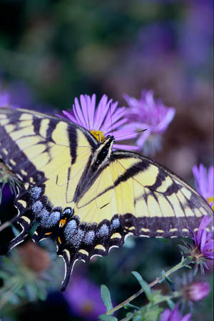 Eastern Tiger Swallowtail picture