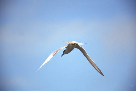 Forster's Tern picture