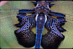 Jagged-edged Saddlebag Dragonfly