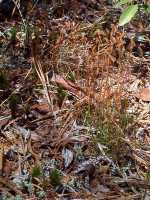 Curly Grass Fern, Schizaea pusilla - April 30, 2000