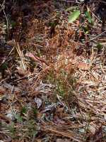 Curly Grass Fern picture