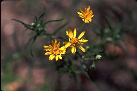 Sickle-leaved Golden Aster picture