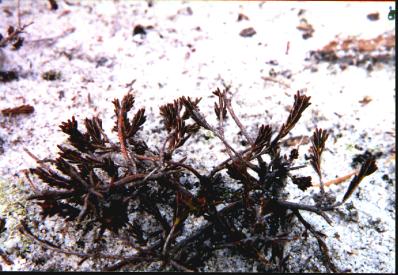 Broom-Crowberry picture