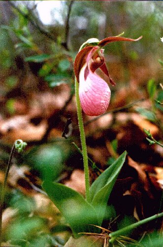 Pink Lady's Slipper picture