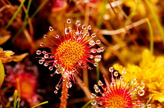 Round-leaved Sundew picture