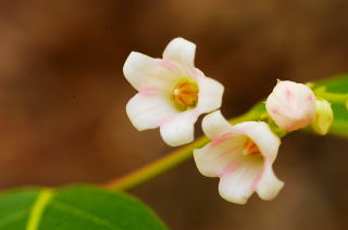 Spreading Dogbane picture