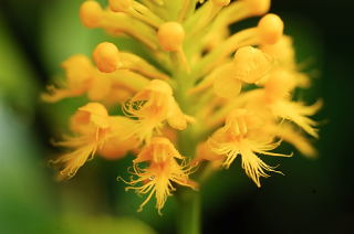 Crested Yellow Orchid