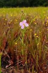 Awn-petaled Meadow Beauty picture