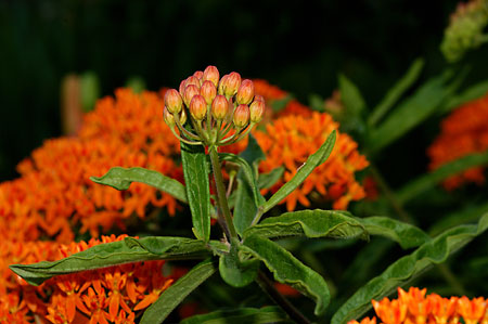 Butterfly-weed picture