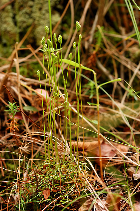 Curly-grass Fern picture