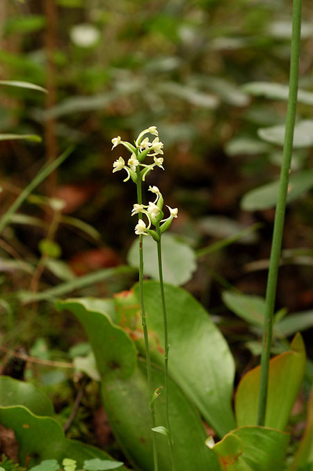Green Woodland Orchid picture