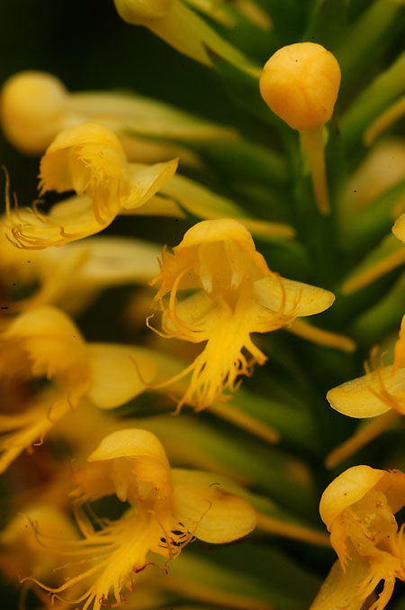 Crested-yellow Orchid picture