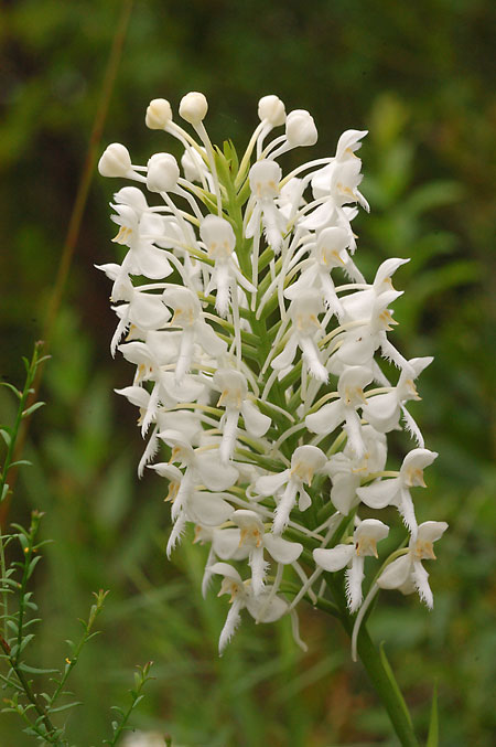 White-fringed Orchid picture