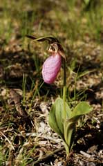 Pink Lady's Slipper picture