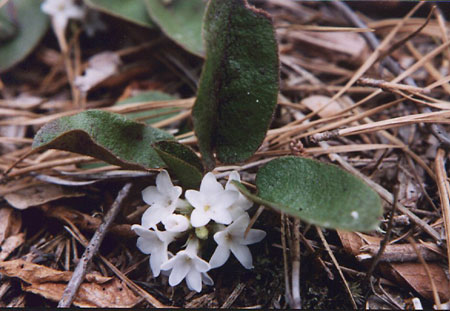 Picture of Trailing Arbutus