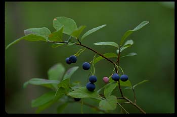 Dangleberry or Blue Huckleberry picture