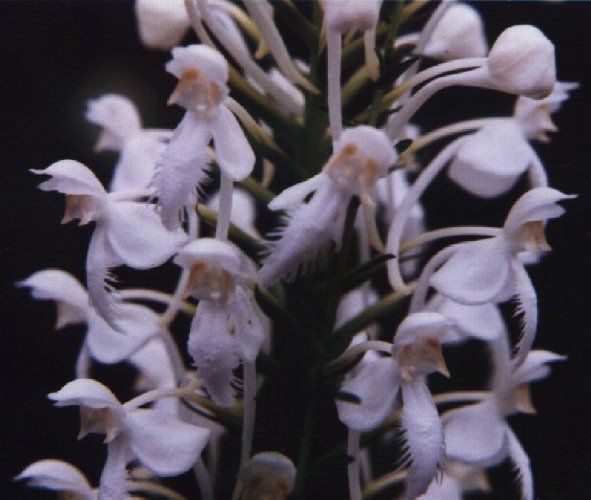 Wgite Fringed Orchid picture