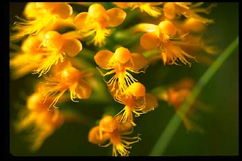 Crested Yellow Orchid