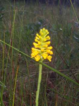 Southern Yellow Orchid