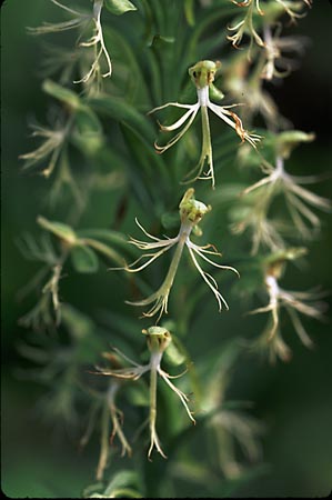 Green Fringed Orchid, Ragged Fringed Orchid picture