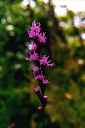 Hairy Blazing Star picture