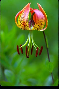 Turk's-cap Lily picture