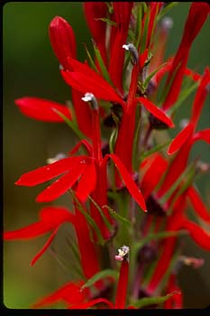 Cardinal Flower picture
