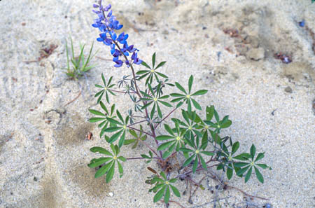 Wild Lupine picture
