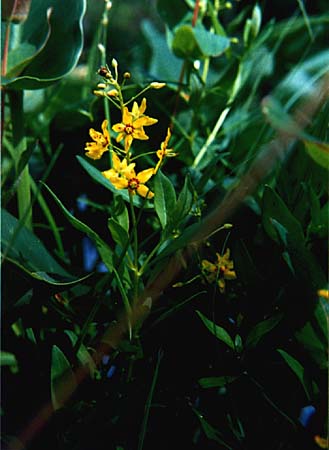 Yellow-Loosestrife or Swamp Candles picture