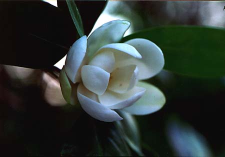 Sweet Bay Magnolia picture