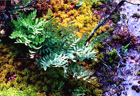 Royal Fern picture