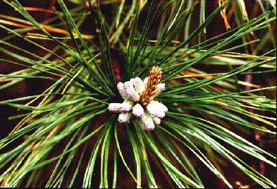 Pitch Pine Flower picture