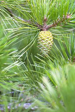 Pitch Pine Cone picture