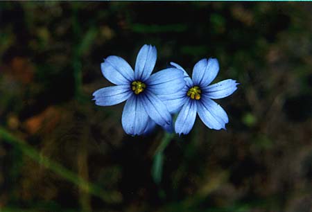 Blue-eyed Grass picture