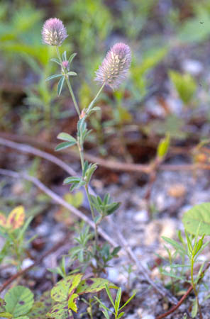 picture of Rabbit-foot Clover