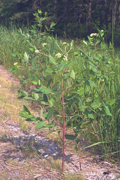 Spreading Dogbane picture