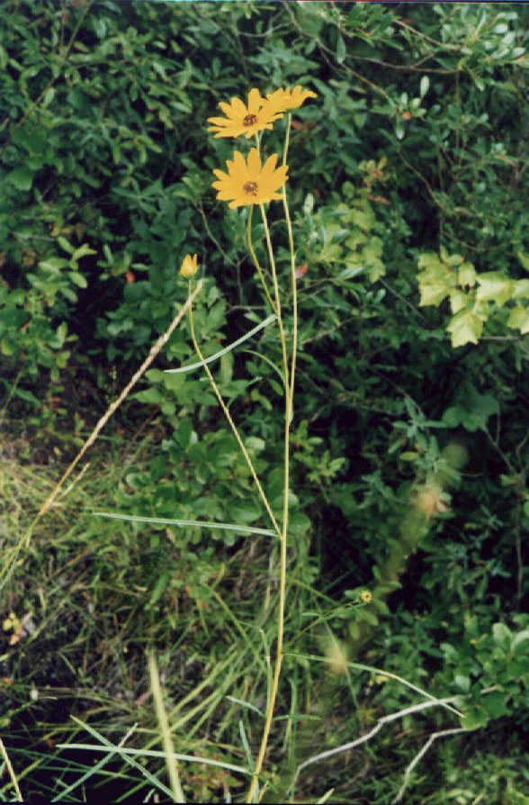 Narrow-leaved Sunflower picture
