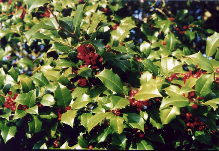American Holly picture