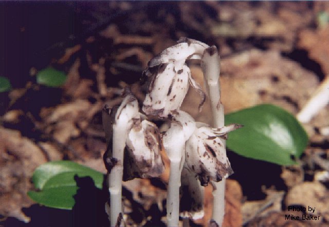 Picture of Indian-pipe
