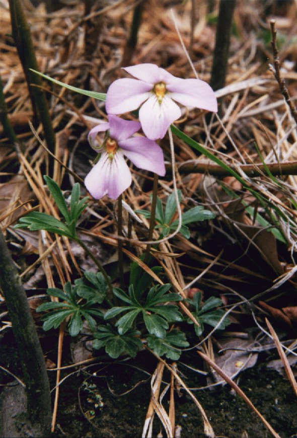 Picture of Birdfoot Violet