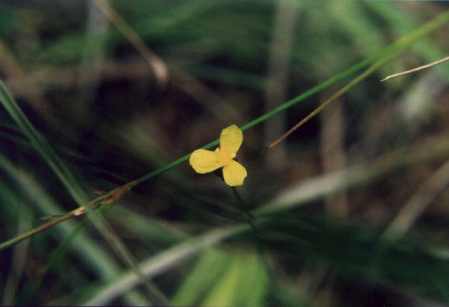 Yellow-eyed Grass picture