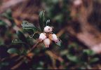 Bearberry - Arctostaphylos uva-ursi - pg# 136