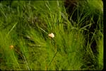 Tawny or Virginia Cotton-grass