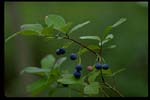 Dangleberry or Blue Huckleberry