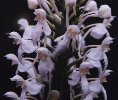 White Fringed Orchid