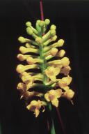 Southern Yellow Orchid