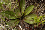 Vein-leaved Hawkweed or Rattlesnake-weed